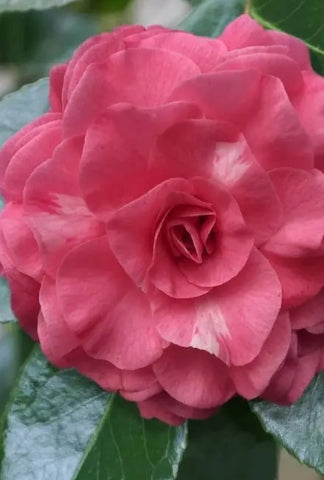 Camellia jap. 'In the Pink' (rose)