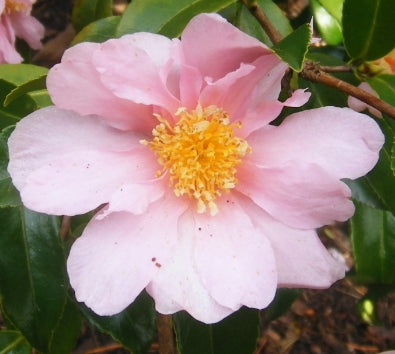 Camellia x 'Winter Dream' (pink)