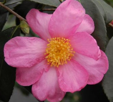 Camellia x 'Winter's Star' (pink/purple)