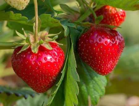 Berry, Strawberry 'Quinault'