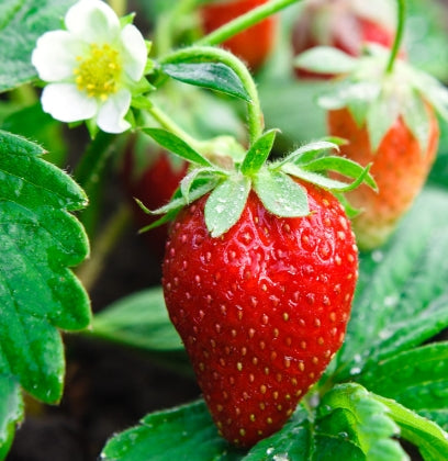 Berry, Strawberry 'Sequoia'
