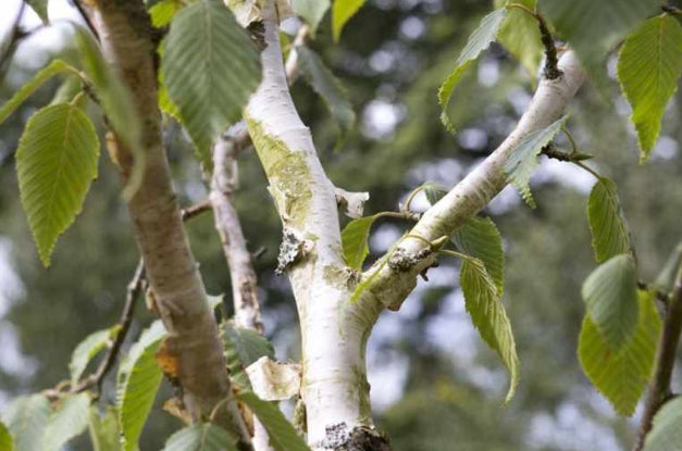 Betula jacquemontii