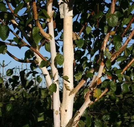 Betula jacquemontii, Clump (CG)