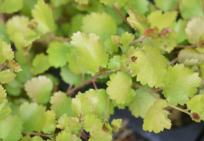 Betula x plettkei Cesky Gold®  Golden Treasure PW