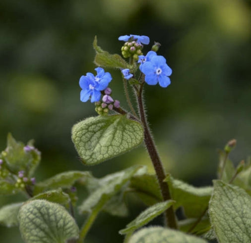 Brunnera m. 'Sterling Silver' PP31280