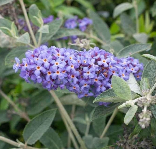 Buddleia Flutter P. Blue Heaven