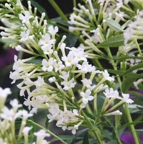Buddleia Flutterby® Petite Snow White PP22143