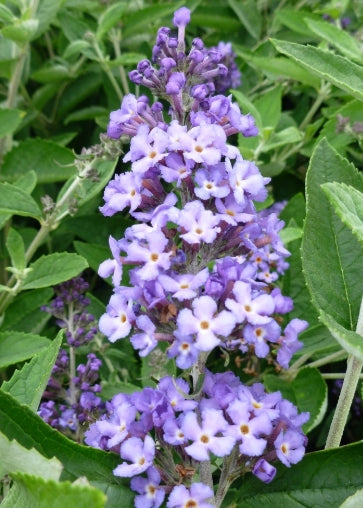 Buddleia FP. Blue Heaven