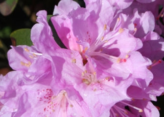 Rhod. 'PJM Pink Delight' (pink)- H-1
