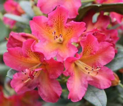 Rhod. 'Golden Gate' (pink/orange)- H-3