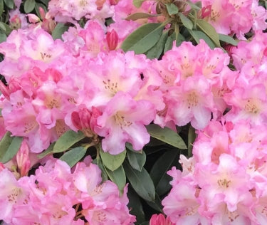 Rhod. 'Bruce Brechtbill' (pink)- H-3