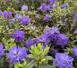 Rhod. 'Blue Baron' (blue/purple)- H-2