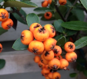 Pyracantha f. 'Graberi', Pyramid