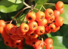 Pyracantha co. 'Kasan'