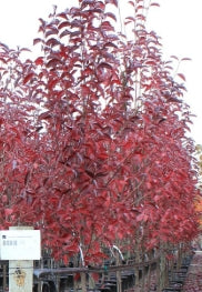 Prunus v. 'Canada Red' (white), Clump