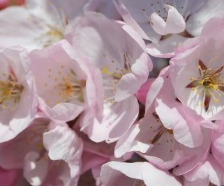 Prunus tib x. 'Akebono' (pink)