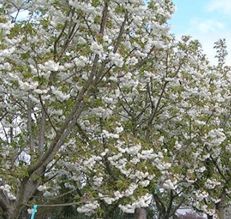 Prunus tib x 'Mt. Fuji' (white)