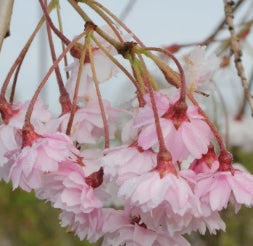 Prunus sub. 'Pendula Plena Rosea' (pink)