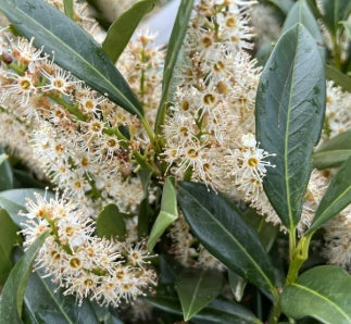 Prunus laur. 'Otto Luyken' (BBP)