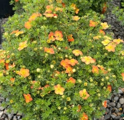 Potentilla f. 'Red Joker'