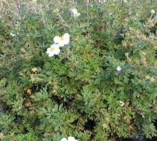 Potentilla f. 'Mount Everest'