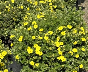 Potentilla f. 'Little Pot of Gold'