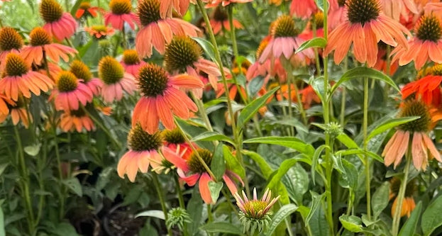 Echinacea Artisan 'Orange Soft'