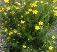 Potentilla f. 'Gold Drop'