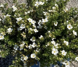 Potentilla 'Bella Bianca'®
