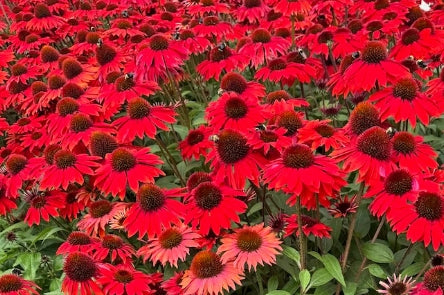 Echinacea p. SOMBRERO® 'Sangrita' PP30138 (orange/red)