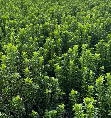 Euonymus j. 'Green Spire'