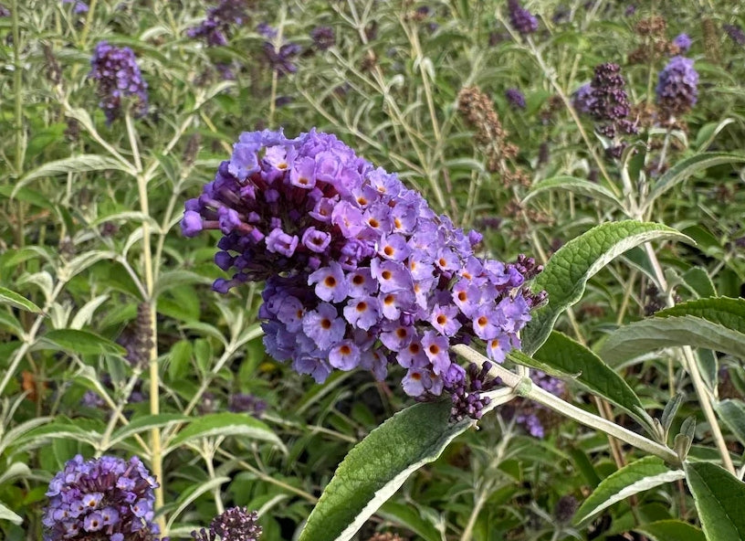 Buddleia x 'Asian Moon'