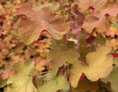 Heuchera villosa 'Caramel' PP16560