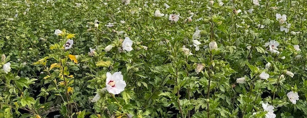 Hibiscus syr. 'Red Heart' (white/red)