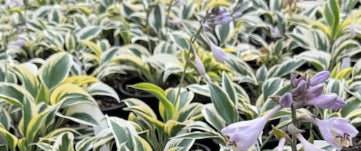 Hosta 'Ben Vernooij'