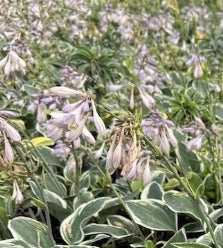 Hosta 'Blue Hawaii'