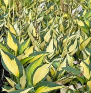 Hosta 'Forbidden Fruit'