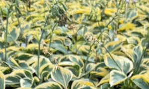 Hosta 'Tootie Mae'