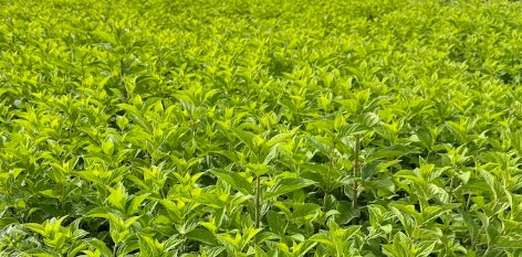 Hydrangea pan. 'Limelight' PW PP12874, Tree Form (pale green)