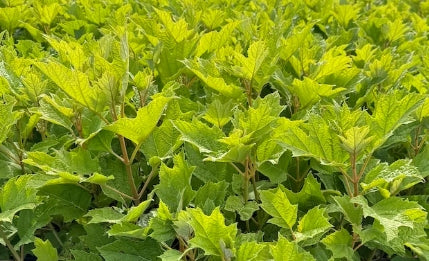 Hydrangea quercifolia 'Snow Queen' (white)