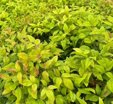 Nandina d. 'Atropurpurea Nana'