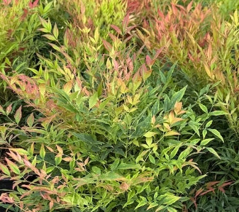 Nandina d. 'Burgundy Wine'
