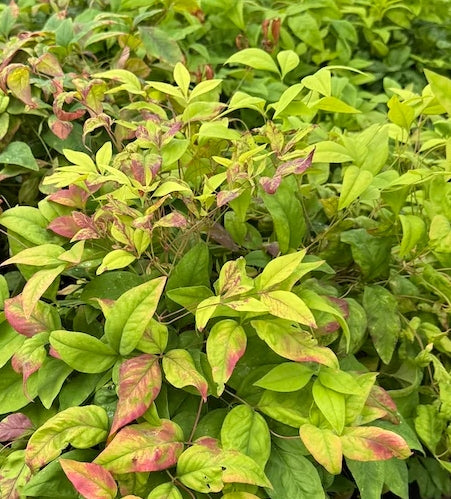 Nandina d. 'Fire Power'