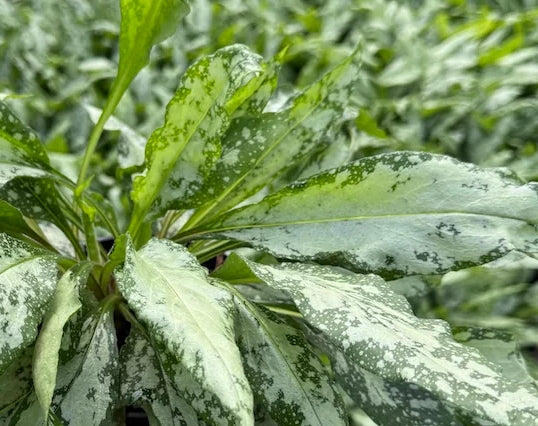 Pulmonaria 'Silver Bouquet' PP20059
