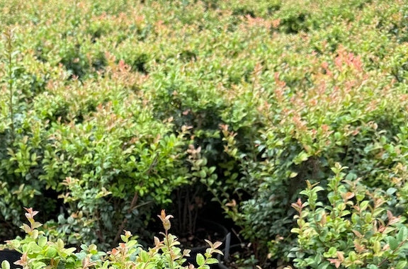 Vaccinium ovatum