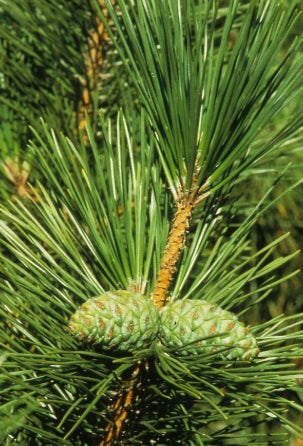 Pinus thunbergii