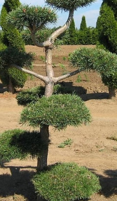 Pinus sylvestris, Poodle (CG)