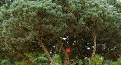 Pinus syl. 'Watereri'