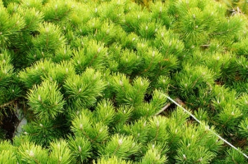 Pinus sylvestris 'Hillside Creeper