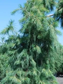 Pinus strobus 'Pendula' (CG)